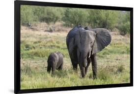 An African elephant (Loxodonta africana) with its calf, Khwai Concession, Okavango Delta, Botswana,-Sergio Pitamitz-Framed Photographic Print