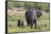 An African elephant (Loxodonta africana) with its calf, Khwai Concession, Okavango Delta, Botswana,-Sergio Pitamitz-Framed Stretched Canvas