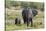 An African elephant (Loxodonta africana) with its calf, Khwai Concession, Okavango Delta, Botswana,-Sergio Pitamitz-Stretched Canvas