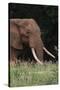 An African elephant, Loxodonta africana, with long tusks, walking in a forest, Tsavo, Kenya.-Sergio Pitamitz-Stretched Canvas