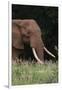 An African elephant, Loxodonta africana, with long tusks, walking in a forest, Tsavo, Kenya.-Sergio Pitamitz-Framed Premium Photographic Print