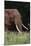 An African elephant, Loxodonta africana, with long tusks, walking in a forest, Tsavo, Kenya.-Sergio Pitamitz-Mounted Premium Photographic Print