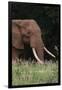 An African elephant, Loxodonta africana, with long tusks, walking in a forest, Tsavo, Kenya.-Sergio Pitamitz-Framed Premium Photographic Print