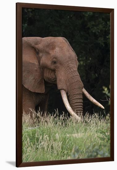 An African elephant, Loxodonta africana, with long tusks, walking in a forest, Tsavo, Kenya.-Sergio Pitamitz-Framed Photographic Print