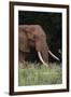 An African elephant, Loxodonta africana, with long tusks, walking in a forest, Tsavo, Kenya.-Sergio Pitamitz-Framed Premium Photographic Print