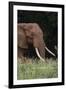 An African elephant, Loxodonta africana, with long tusks, walking in a forest, Tsavo, Kenya.-Sergio Pitamitz-Framed Premium Photographic Print