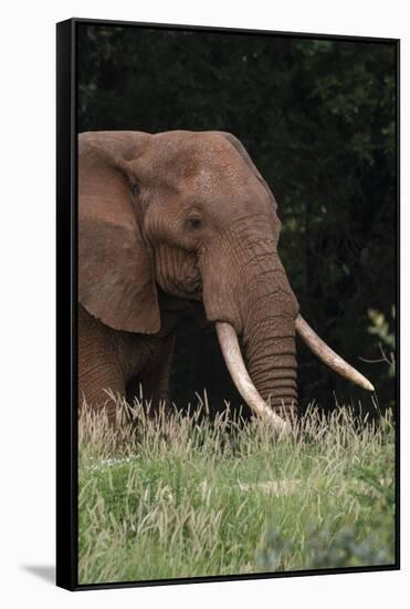 An African elephant, Loxodonta africana, with long tusks, walking in a forest, Tsavo, Kenya.-Sergio Pitamitz-Framed Stretched Canvas