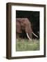 An African elephant, Loxodonta africana, with long tusks, walking in a forest, Tsavo, Kenya.-Sergio Pitamitz-Framed Photographic Print