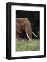 An African elephant, Loxodonta africana, with long tusks, walking in a forest, Tsavo, Kenya.-Sergio Pitamitz-Framed Photographic Print