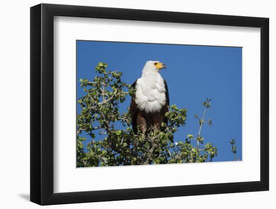 An African fish eagle (Haliaeetus vocifer), perching on a tree top, Chobe National Park, Botswana, -Sergio Pitamitz-Framed Photographic Print