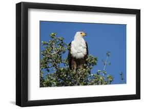 An African fish eagle (Haliaeetus vocifer), perching on a tree top, Chobe National Park, Botswana, -Sergio Pitamitz-Framed Photographic Print