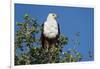 An African fish eagle (Haliaeetus vocifer), perching on a tree top, Chobe National Park, Botswana, -Sergio Pitamitz-Framed Photographic Print