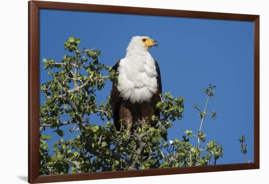 An African fish eagle (Haliaeetus vocifer), perching on a tree top, Chobe National Park, Botswana, -Sergio Pitamitz-Framed Photographic Print