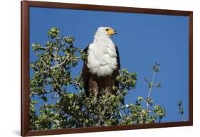 An African fish eagle (Haliaeetus vocifer), perching on a tree top, Chobe National Park, Botswana, -Sergio Pitamitz-Framed Photographic Print