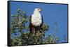 An African fish eagle (Haliaeetus vocifer), perching on a tree top, Chobe National Park, Botswana, -Sergio Pitamitz-Framed Stretched Canvas