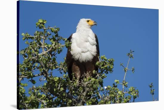 An African fish eagle (Haliaeetus vocifer), perching on a tree top, Chobe National Park, Botswana, -Sergio Pitamitz-Stretched Canvas