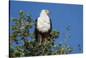 An African fish eagle (Haliaeetus vocifer), perching on a tree top, Chobe National Park, Botswana, -Sergio Pitamitz-Stretched Canvas