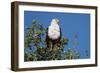 An African fish eagle (Haliaeetus vocifer), perching on a tree top, Chobe National Park, Botswana, -Sergio Pitamitz-Framed Photographic Print