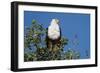 An African fish eagle (Haliaeetus vocifer), perching on a tree top, Chobe National Park, Botswana, -Sergio Pitamitz-Framed Photographic Print