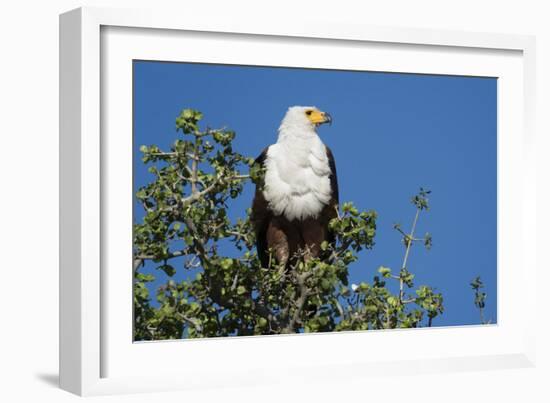 An African fish eagle (Haliaeetus vocifer), perching on a tree top, Chobe National Park, Botswana, -Sergio Pitamitz-Framed Photographic Print