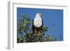 An African fish eagle (Haliaeetus vocifer), perching on a tree top, Chobe National Park, Botswana, -Sergio Pitamitz-Framed Photographic Print