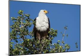 An African fish eagle (Haliaeetus vocifer), perching on a tree top, Chobe National Park, Botswana, -Sergio Pitamitz-Mounted Photographic Print