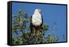An African fish eagle (Haliaeetus vocifer), perching on a tree top, Chobe National Park, Botswana, -Sergio Pitamitz-Framed Stretched Canvas