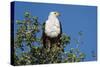 An African fish eagle (Haliaeetus vocifer), perching on a tree top, Chobe National Park, Botswana, -Sergio Pitamitz-Stretched Canvas