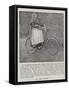 An Aged Cyclist-null-Framed Stretched Canvas