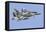 An Aggressor F-15C Eagle of the U.S. Air Force-Stocktrek Images-Framed Stretched Canvas