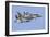 An Aggressor F-15C Eagle of the U.S. Air Force-Stocktrek Images-Framed Photographic Print