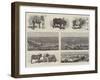 An Agricultural Show at Wadhwan, Kattywar, India-null-Framed Giclee Print