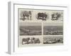 An Agricultural Show at Wadhwan, Kattywar, India-null-Framed Giclee Print