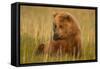 An Alaska Brown Bear Sow Sitting in a Sedge Grass Field. Lake Clark National Park, Alaska-Andrew Czerniak-Framed Stretched Canvas