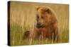 An Alaska Brown Bear Sow Sitting in a Sedge Grass Field. Lake Clark National Park, Alaska-Andrew Czerniak-Stretched Canvas