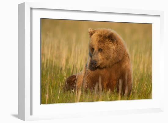 An Alaska Brown Bear Sow Sitting in a Sedge Grass Field. Lake Clark National Park, Alaska-Andrew Czerniak-Framed Photographic Print