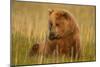 An Alaska Brown Bear Sow Sitting in a Sedge Grass Field. Lake Clark National Park, Alaska-Andrew Czerniak-Mounted Photographic Print