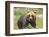 An Alaskan Brown Bear Stares Intently at Camera-John Alves-Framed Photographic Print