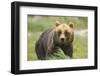 An Alaskan Brown Bear Stares Intently at Camera-John Alves-Framed Photographic Print