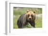 An Alaskan Brown Bear Stares Intently at Camera-John Alves-Framed Photographic Print