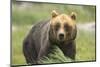 An Alaskan Brown Bear Stares Intently at Camera-John Alves-Mounted Photographic Print