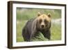 An Alaskan Brown Bear Stares Intently at Camera-John Alves-Framed Photographic Print