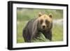 An Alaskan Brown Bear Stares Intently at Camera-John Alves-Framed Photographic Print