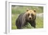 An Alaskan Brown Bear Stares Intently at Camera-John Alves-Framed Photographic Print