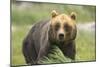 An Alaskan Brown Bear Stares Intently at Camera-John Alves-Mounted Photographic Print