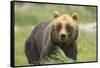 An Alaskan Brown Bear Stares Intently at Camera-John Alves-Framed Stretched Canvas