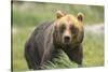 An Alaskan Brown Bear Stares Intently at Camera-John Alves-Stretched Canvas