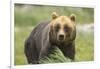 An Alaskan Brown Bear Stares Intently at Camera-John Alves-Framed Photographic Print