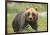 An Alaskan Brown Bear Stares Intently at Camera-John Alves-Framed Photographic Print