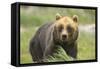 An Alaskan Brown Bear Stares Intently at Camera-John Alves-Framed Stretched Canvas